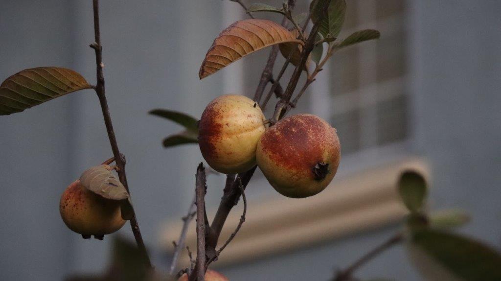 A close-up of fruit on a tree

AI-generated content may be incorrect.