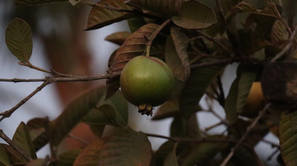 A green fruit on a tree

AI-generated content may be incorrect.