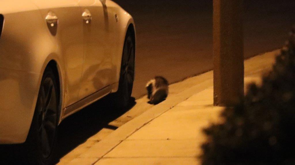 A cat lying on the sidewalk next to a car

AI-generated content may be incorrect.