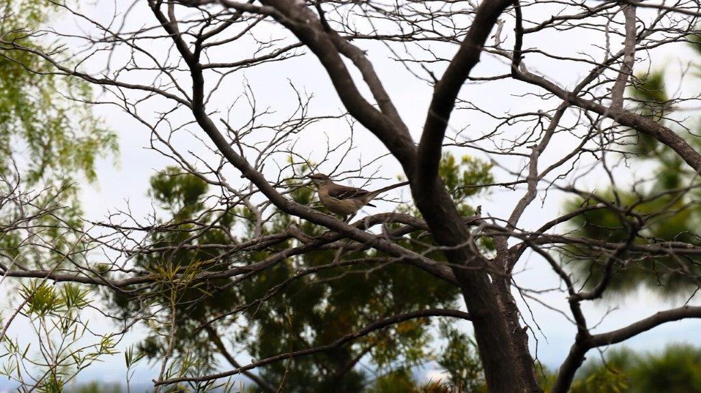 A bird sitting on a tree branch

AI-generated content may be incorrect.