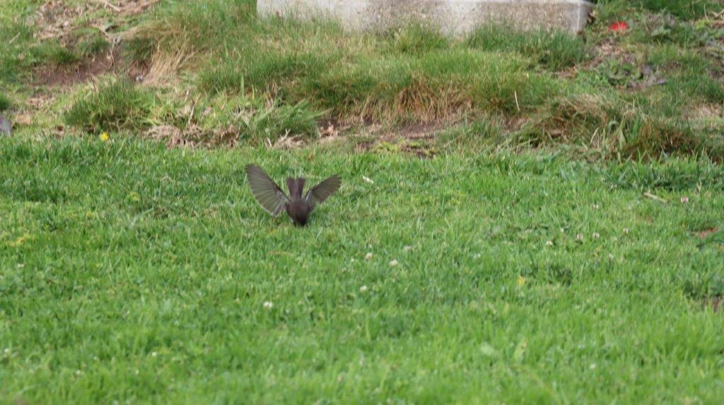 A bird flying in the grass

AI-generated content may be incorrect.