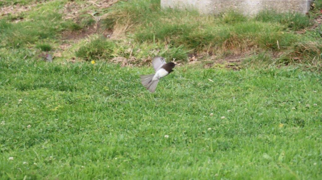 A bird flying in the grass

AI-generated content may be incorrect.