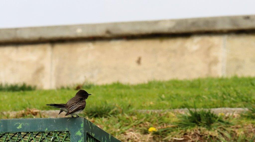 A bird on a green box

AI-generated content may be incorrect.