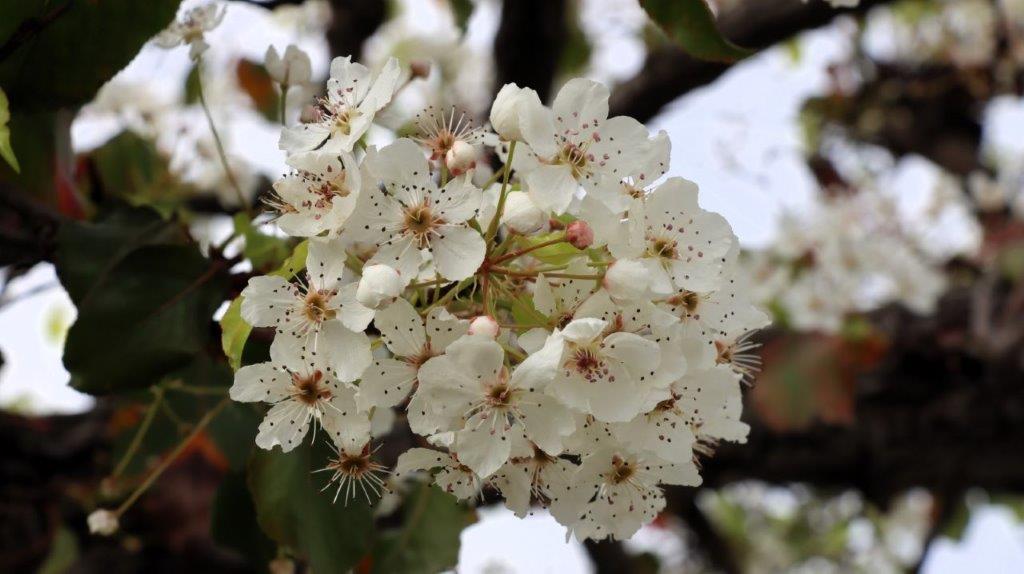 A close-up of a white flower

AI-generated content may be incorrect.