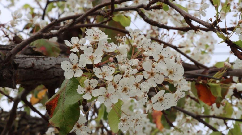 A close up of a tree branch with white flowers

AI-generated content may be incorrect.