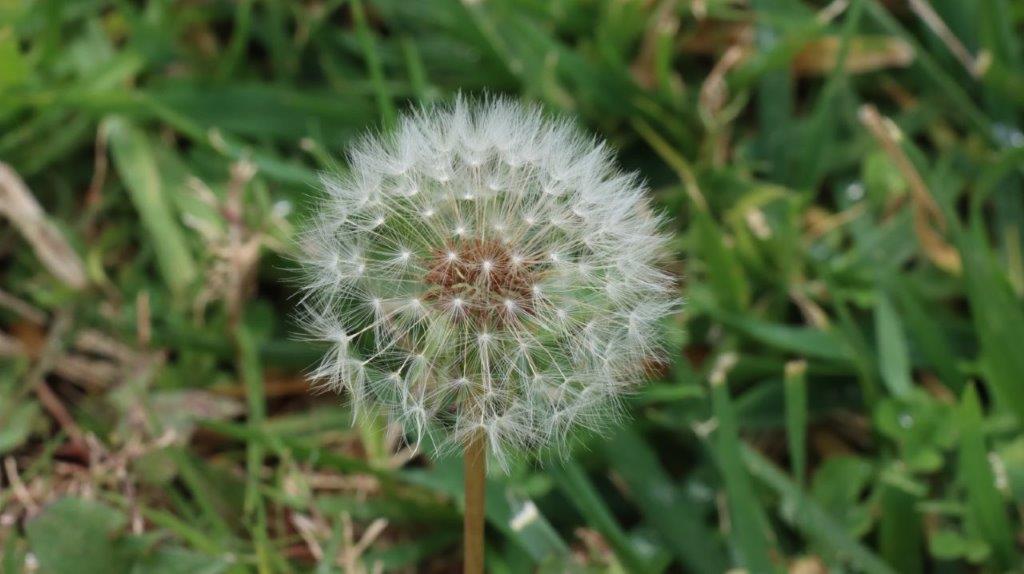 A close-up of a dandelion

AI-generated content may be incorrect.