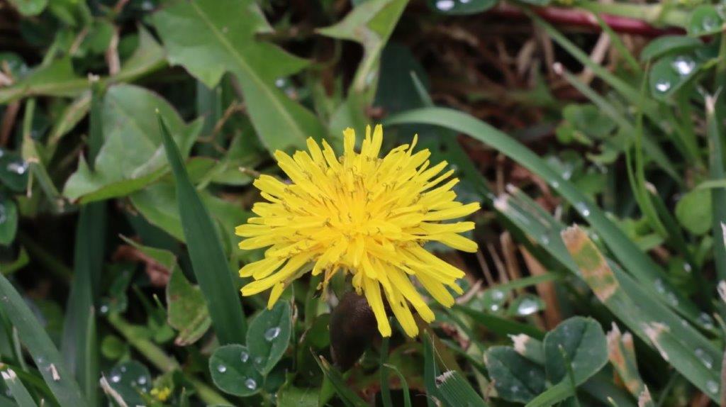 A yellow flower in the grass

AI-generated content may be incorrect.