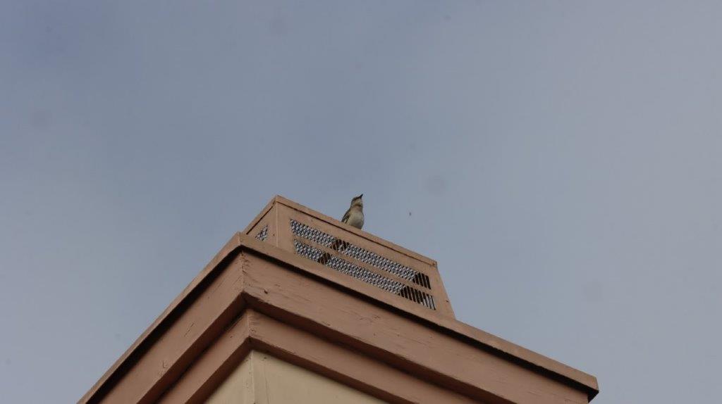 A bird on top of a building

AI-generated content may be incorrect.