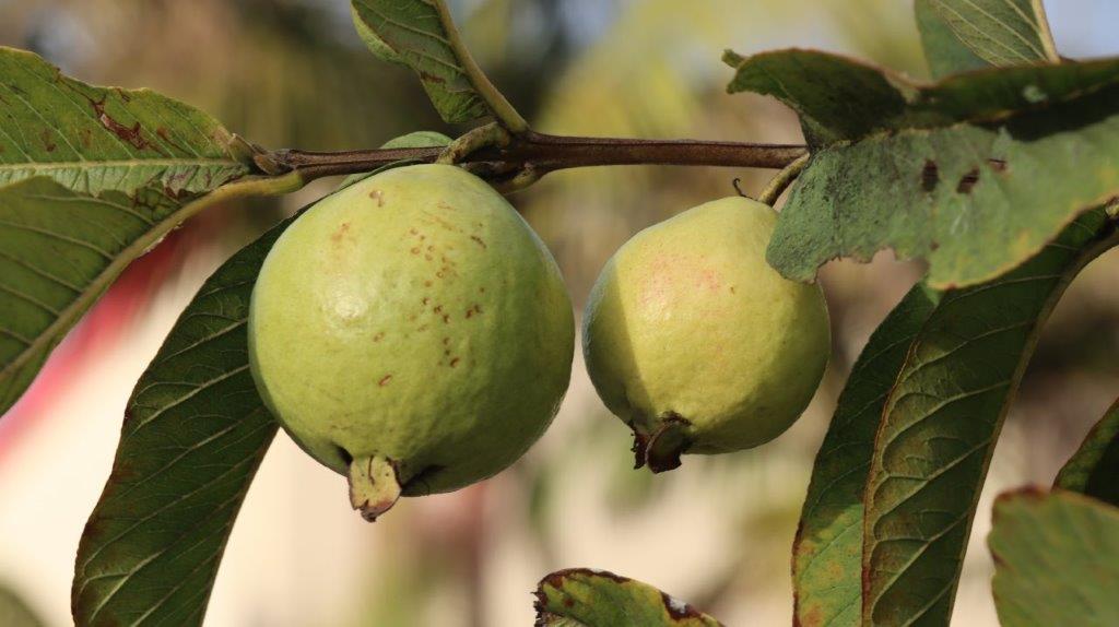 A pair of green fruit on a tree

AI-generated content may be incorrect.