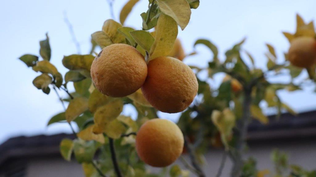 A group of oranges on a tree

AI-generated content may be incorrect.