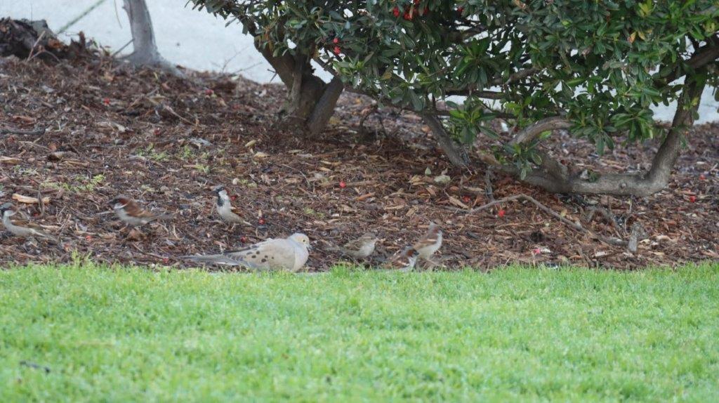 A group of birds on a grassy hill

AI-generated content may be incorrect.