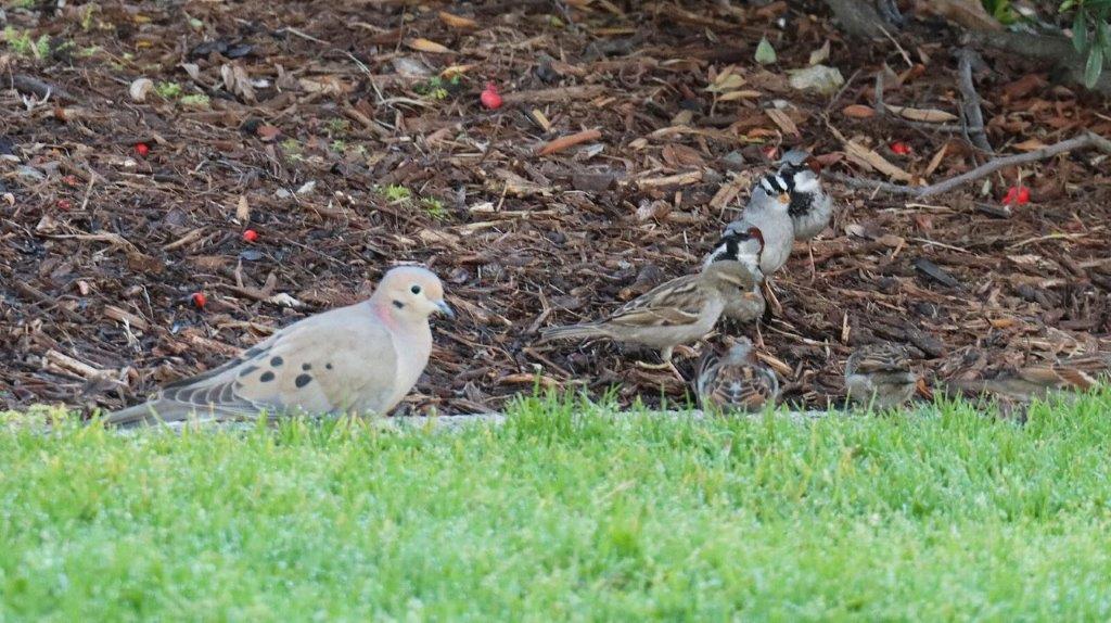 A group of birds in a garden

AI-generated content may be incorrect.