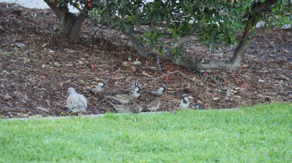 A group of birds in a park

AI-generated content may be incorrect.