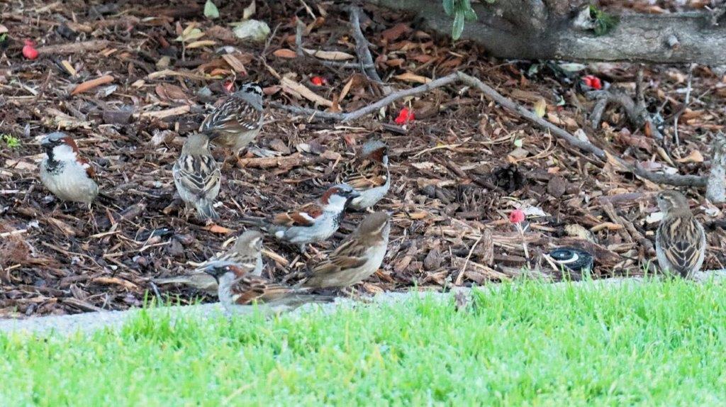 Birds on the ground near grass

AI-generated content may be incorrect.