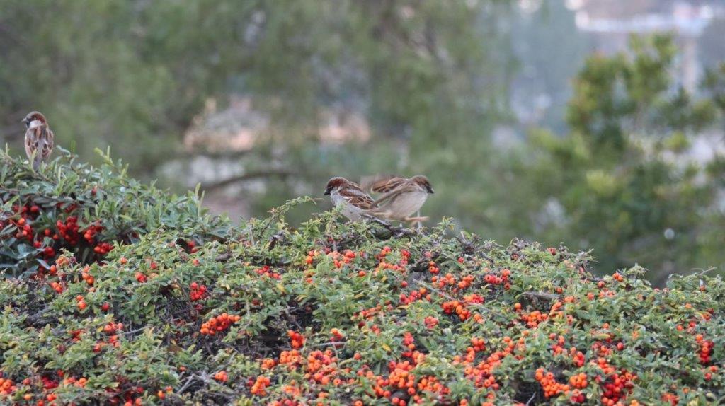 A bird sitting on a bush

AI-generated content may be incorrect.