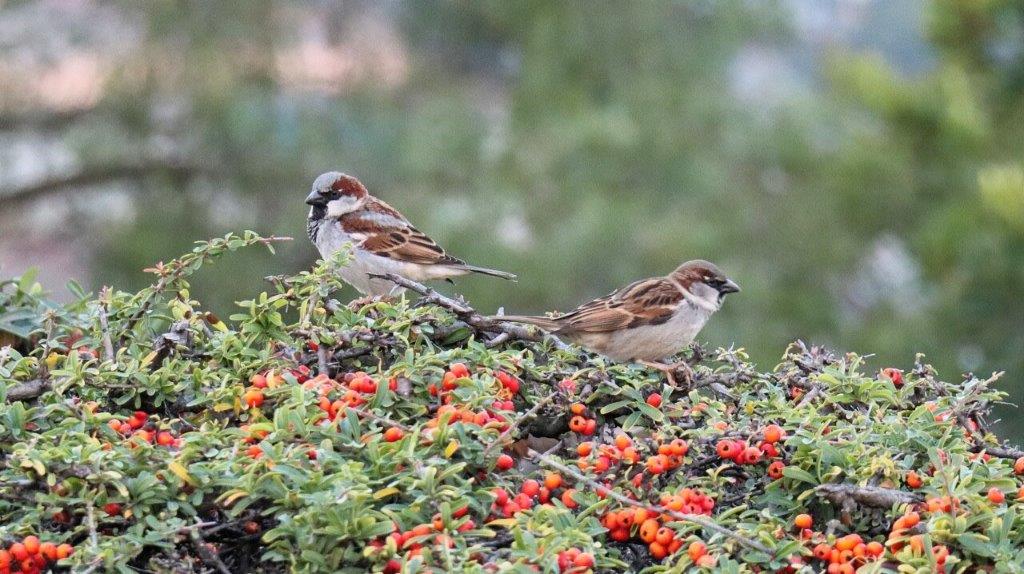 A couple of birds on a bush

AI-generated content may be incorrect.