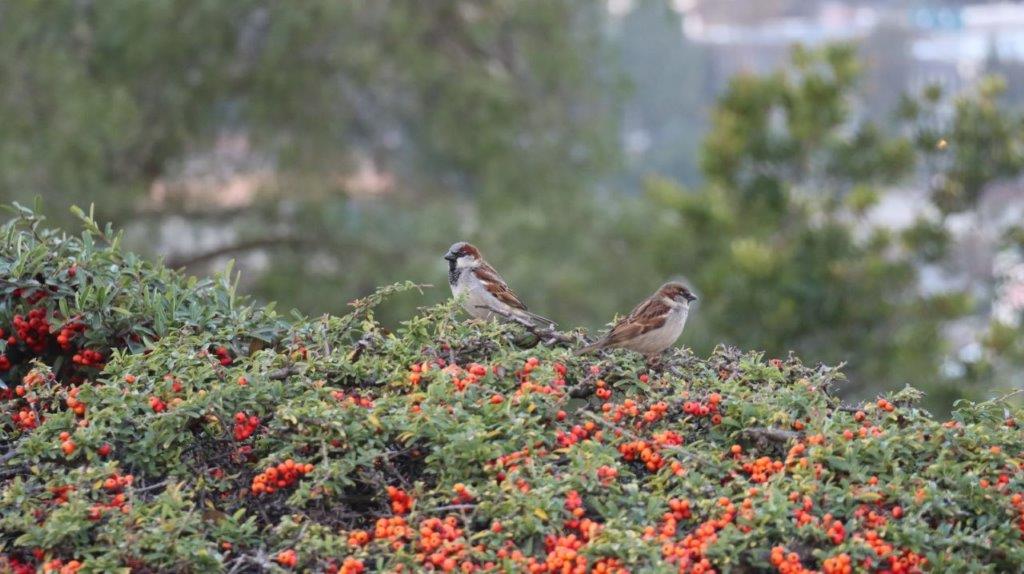 Two birds on a bush

AI-generated content may be incorrect.