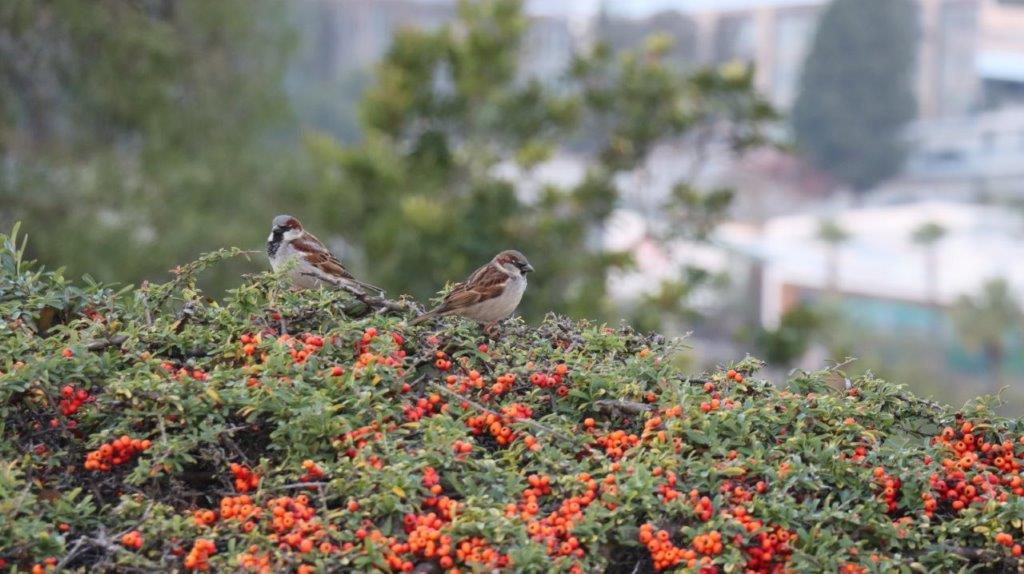 Birds on a bush

AI-generated content may be incorrect.