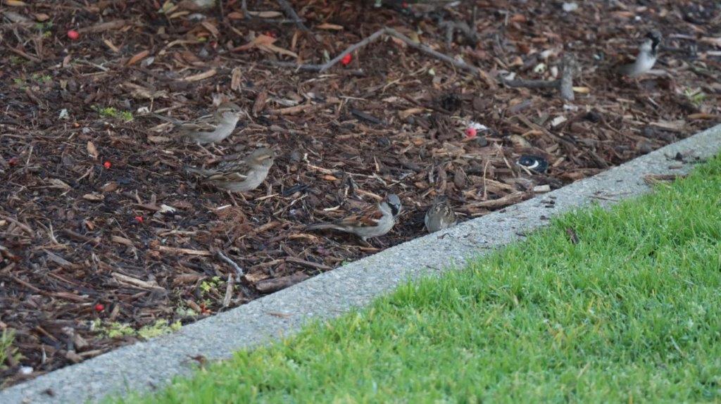 Birds in a mulch

AI-generated content may be incorrect.