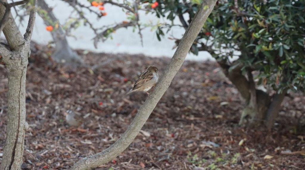 A bird on a tree branch

AI-generated content may be incorrect.