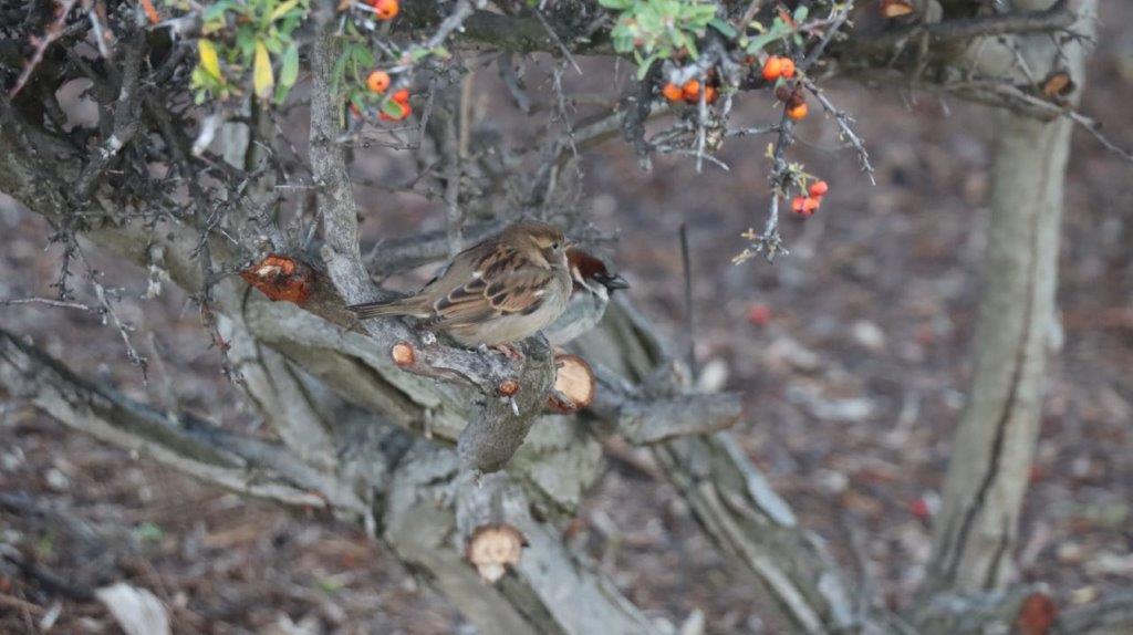 A bird on a branch

AI-generated content may be incorrect.