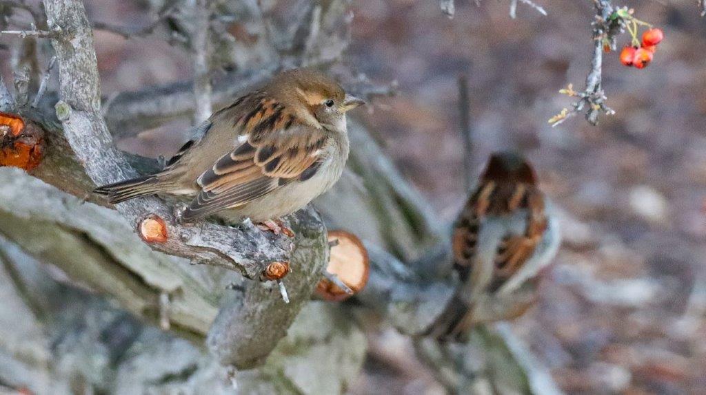 A couple of birds on a branch

AI-generated content may be incorrect.