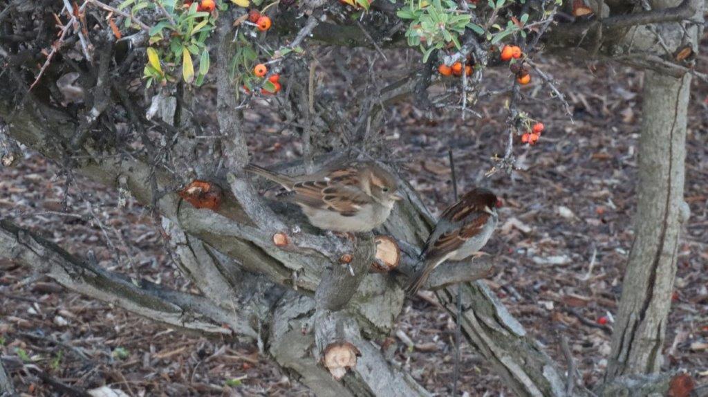 Birds on a tree branch

AI-generated content may be incorrect.