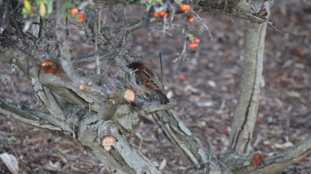 A bird on a tree branch

AI-generated content may be incorrect.