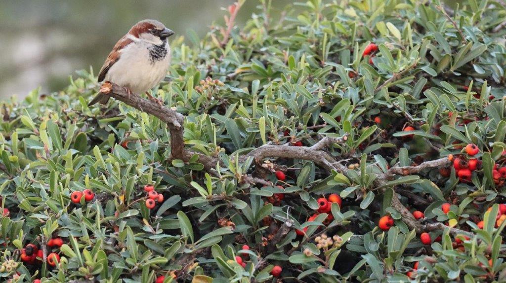 A bird sitting on a branch

AI-generated content may be incorrect.