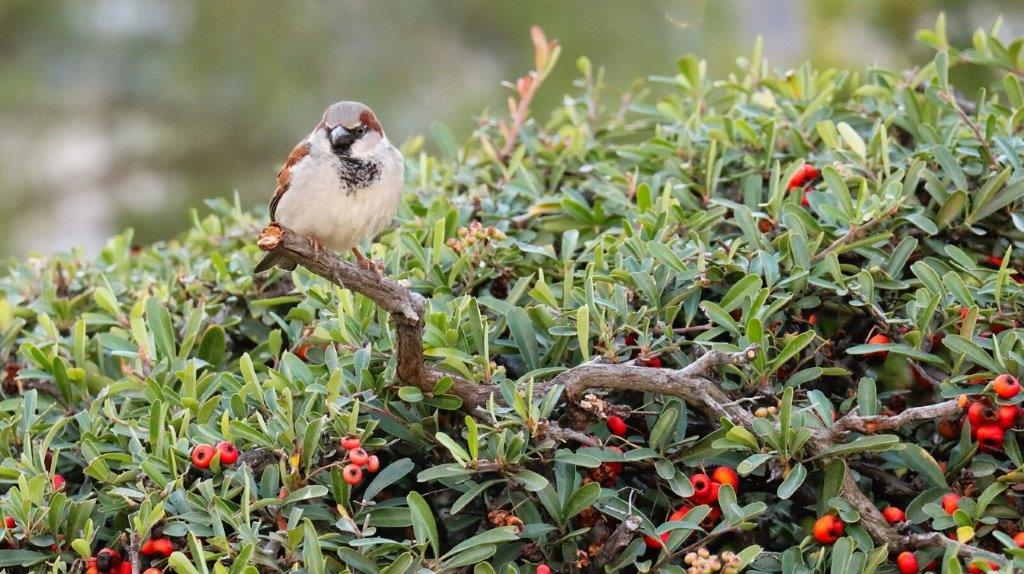 A bird on a branch

AI-generated content may be incorrect.