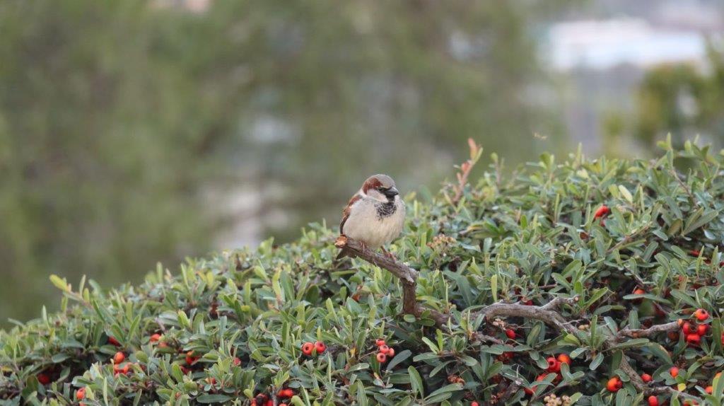 A bird sitting on a branch

AI-generated content may be incorrect.