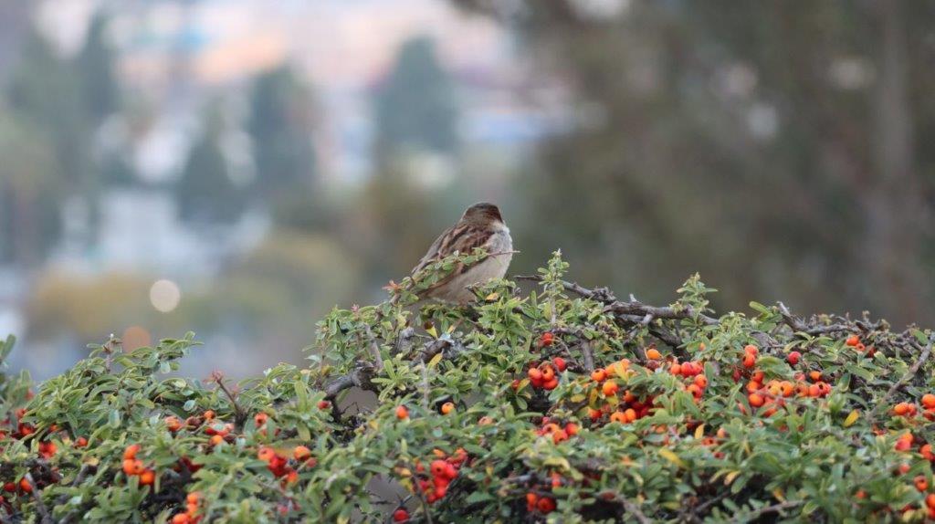 A bird sitting on a bush

AI-generated content may be incorrect.