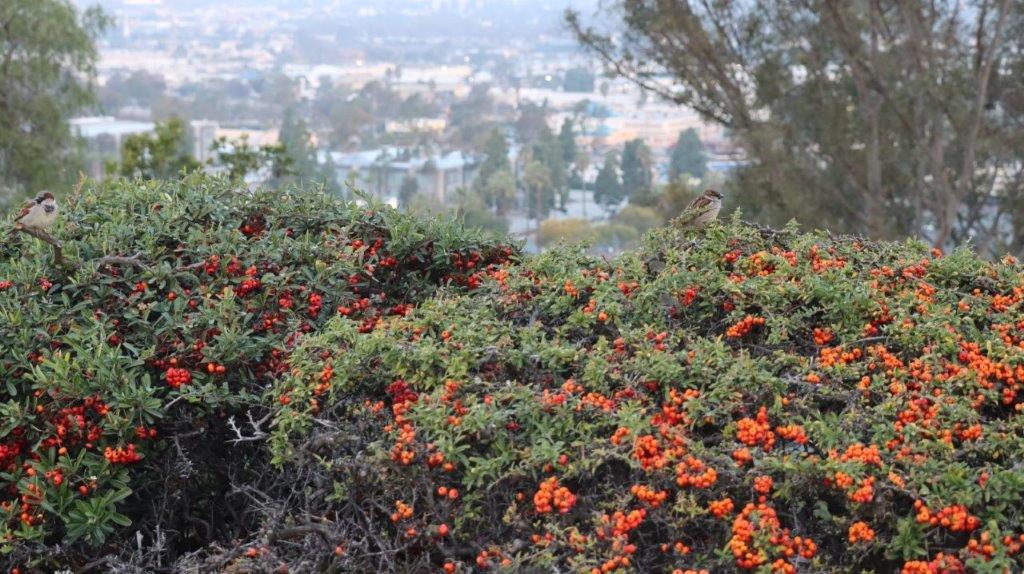 A bush with orange flowers

AI-generated content may be incorrect.