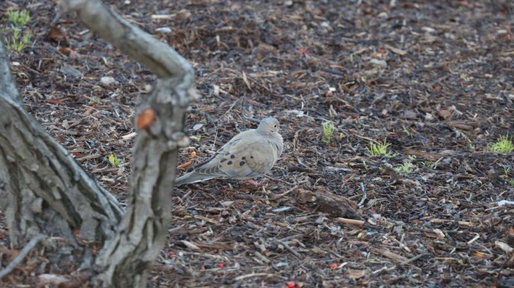 A bird standing on the ground

AI-generated content may be incorrect.