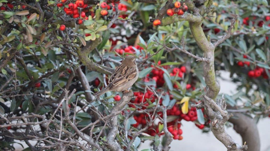 A bird on a tree

AI-generated content may be incorrect.