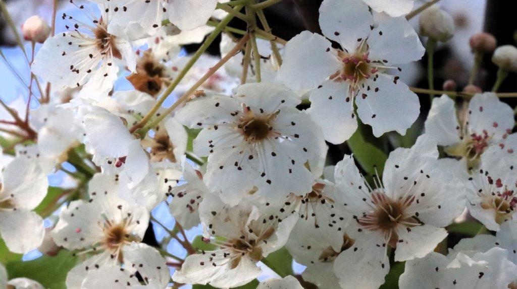 A close-up of white flowers

AI-generated content may be incorrect.