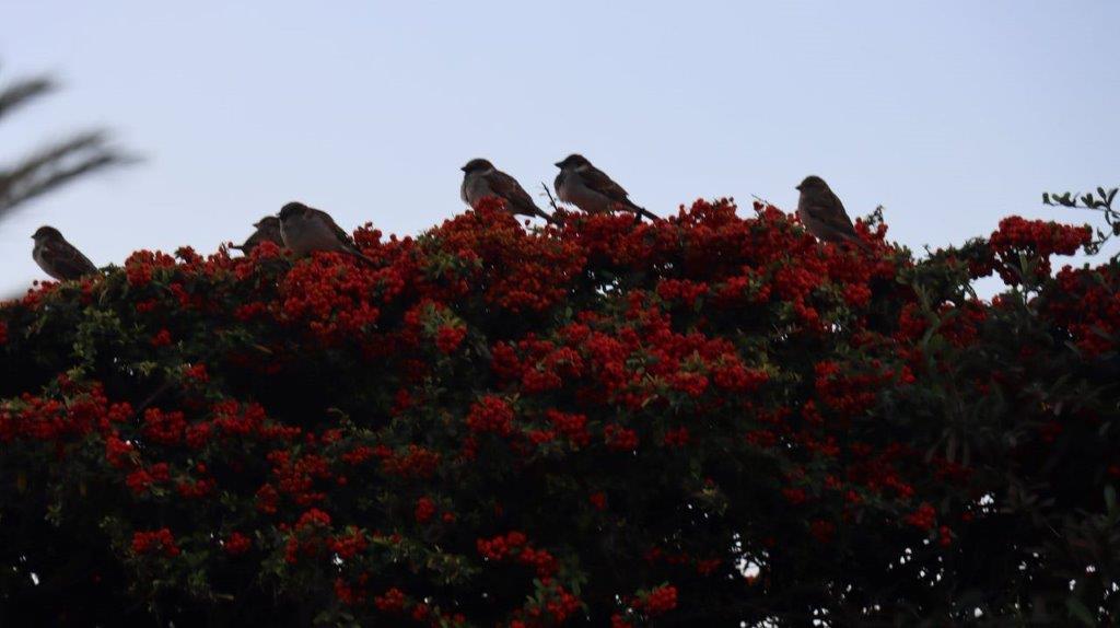 A group of birds sitting on a tree top

Description automatically generated