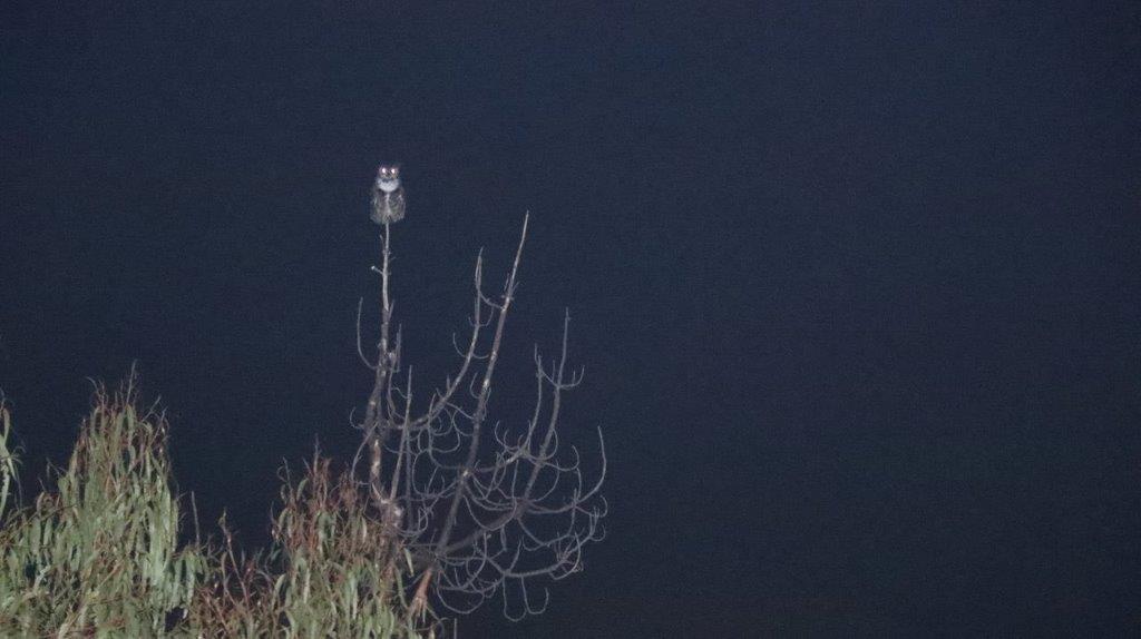 A owl on a tree branch

Description automatically generated