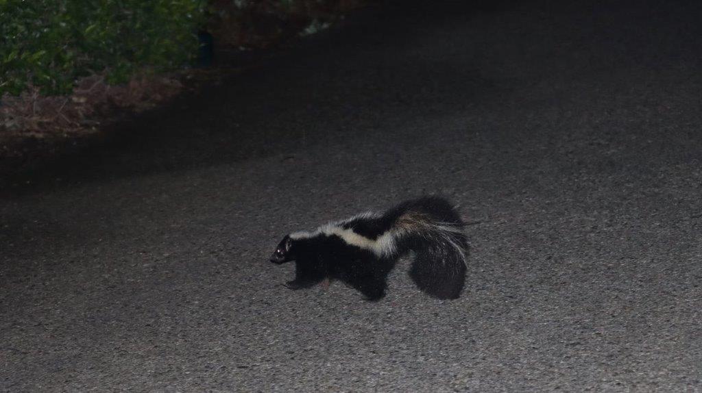 A skunk on the road

Description automatically generated