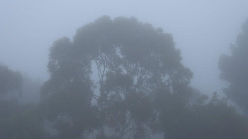 A tree in the fog

Description automatically generated