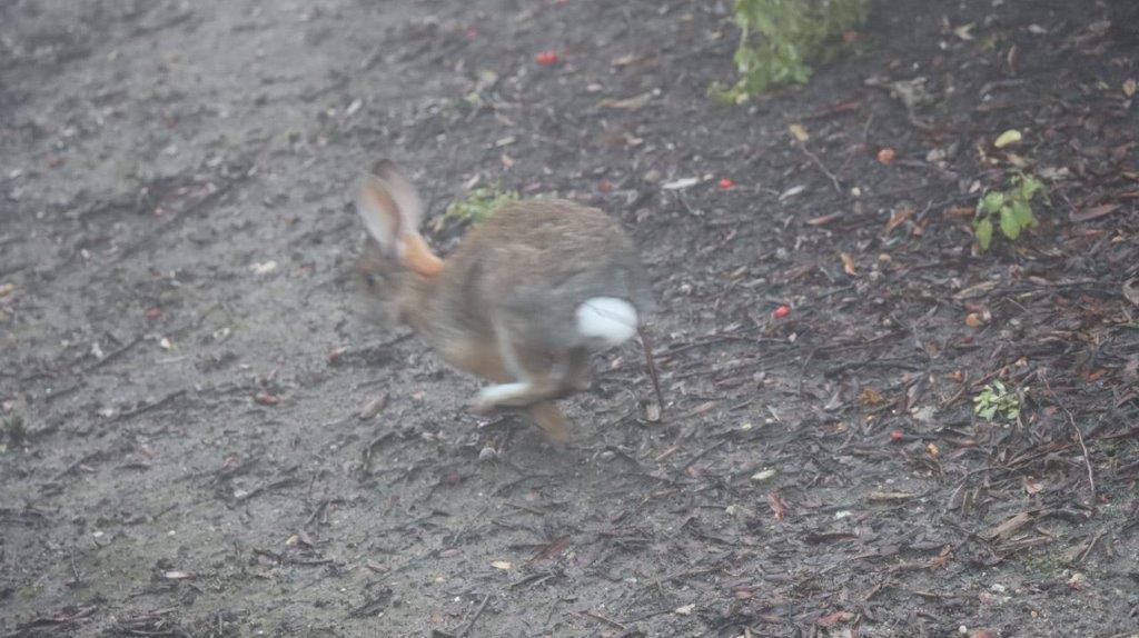 A rabbit running on the ground

Description automatically generated