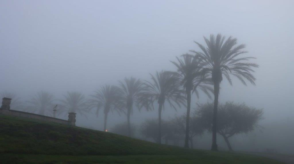 A group of palm trees in fog

Description automatically generated