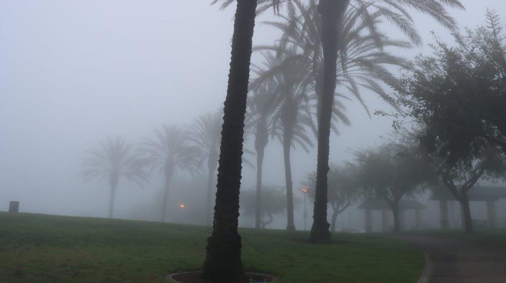 A group of palm trees in a foggy area

Description automatically generated