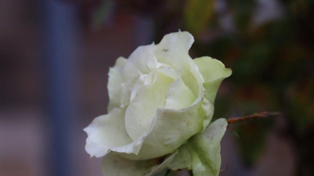 A close-up of a white rose

Description automatically generated