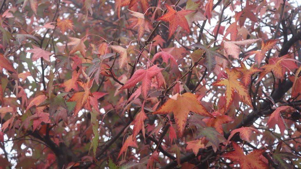 Close-up of a tree with red and green leaves

Description automatically generated