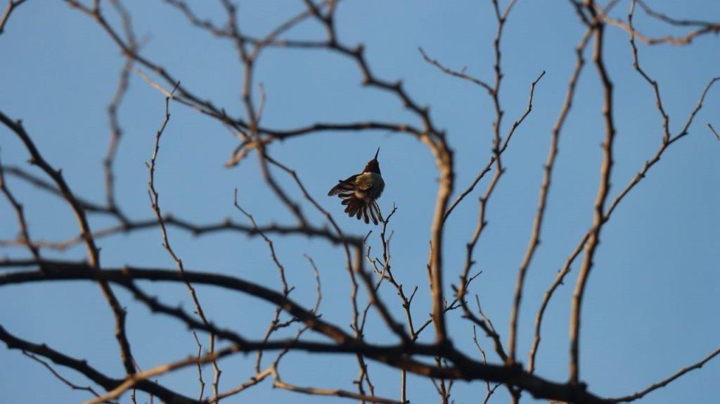 A bird flying in a tree

Description automatically generated
