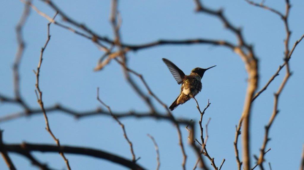 A hummingbird perched on a branch

Description automatically generated