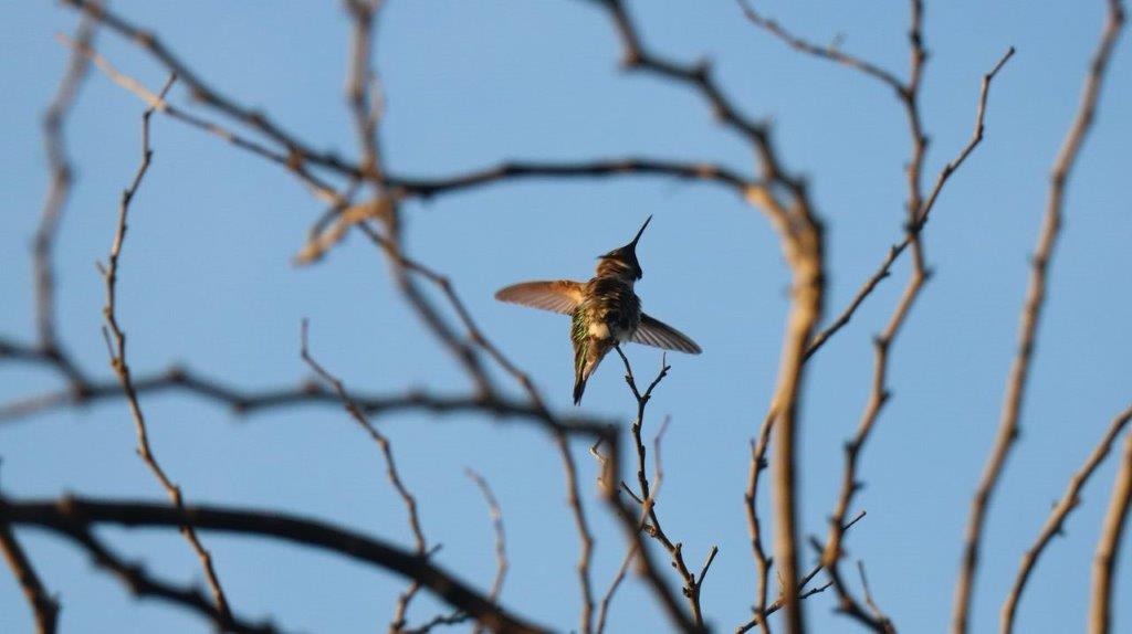 A hummingbird flying in the air

Description automatically generated