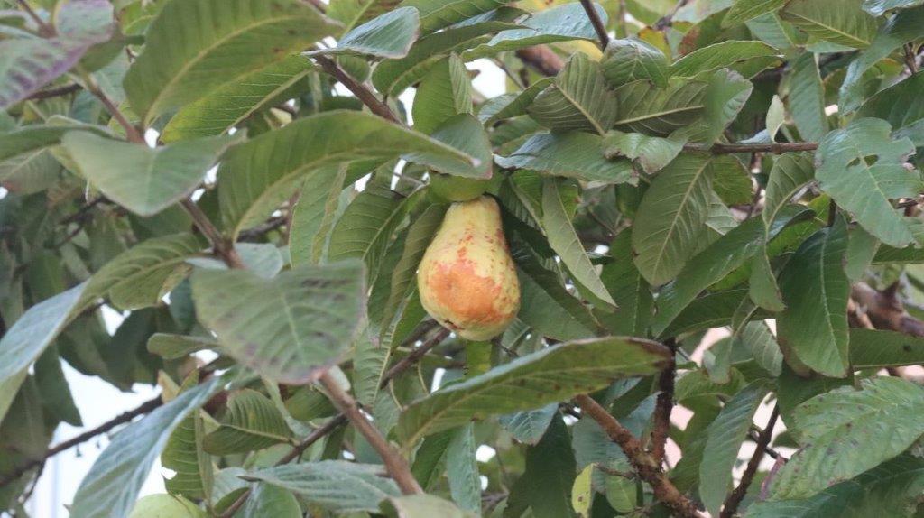 A close-up of a fruit on a tree

Description automatically generated