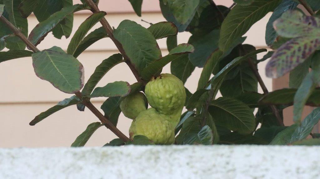 A green fruit growing on a tree

Description automatically generated